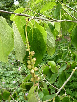 P1000639 Sinowilsonia henryi (Henry Wilson Tree) (Hamamelidaceae).JPG