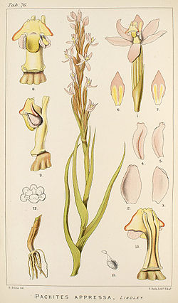 Pachites appressa - Icones Orchidearum Austro-Africanarum plate 76 (1896).jpg