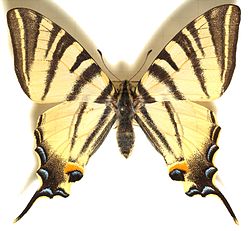 Papilio.podalirius.mounted.jpg