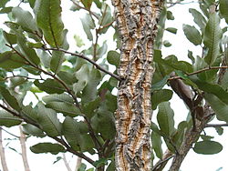 Parinari curatellifolia 1.jpg