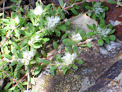 Paronychia argentea Habitus 2010-4-02 SierraMadrona.jpg