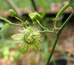 Passiflora suberosa flower.jpg