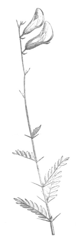 Peteria scoparia Taub116b.png