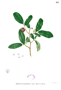 Phaeanthus malabaricus Blanco1.193.png