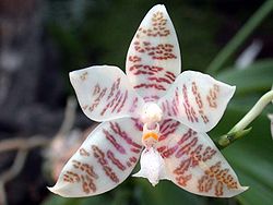 Phalaenopsis hieroglyphica toapel.jpg
