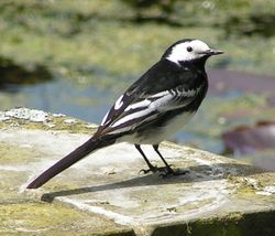 Pied Wagtail rear view 700.jpg