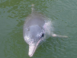 Pink Dolphin.JPG
