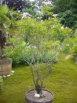 Podranea ricasoliana - shrub.jpg