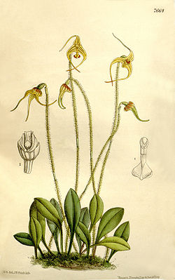 Porroglossum muscosum (as Masdevallia muscosa) - Curtis' 125 (Ser. 3 no. 55) pl. 7664 (1899).jpg