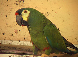 Primolius maracana -Iguacu Bird Park-6.jpg