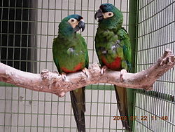 Primolius maracana -two captive-8a (2).jpg