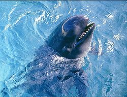 Pseudoorca Crassidens - False Killer Whale.jpg
