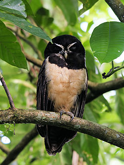 Pulsatrix perspicillata (Costa Rica).jpg