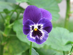 Purple Flower "Pensamiento" Viola × wittrockiana.JPG