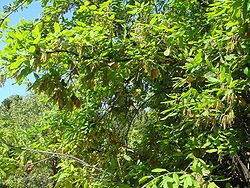 Quercus canariensis 1.JPG
