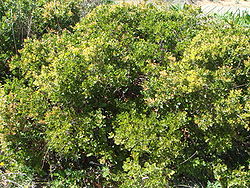 Quercus coccifera 1.JPG