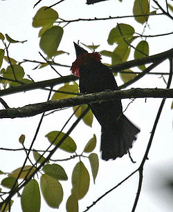 Querula purpurata (male) -NW Ecuador-4.jpg