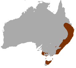 Distribución del ualabí de cuello rojo
