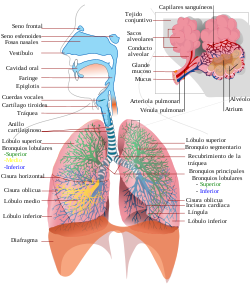 Respiratory system complete es.svg