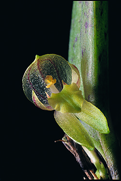 Restrepiopsis ujarensis.jpg