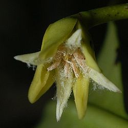 Rhizophora mangle-flower.jpg