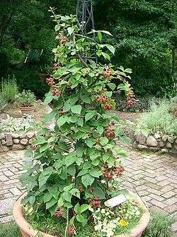Rubus fruticosus1.jpg