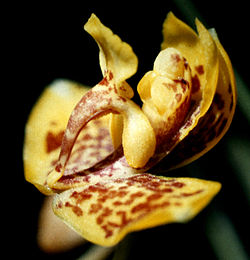 Rudolfiella aurantiaca - flower 3.jpg