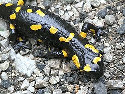 Salamandra salamandra 22.jpg