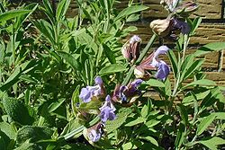Salvia-officinalis-flowers.JPG