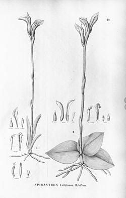 Sarcoglottis uliginosa (as Spiranthes uliginosa) - Sarcoglottis biflora (as Spiranthes biflora) - Flora Brasiliensis 3-4-49.jpg