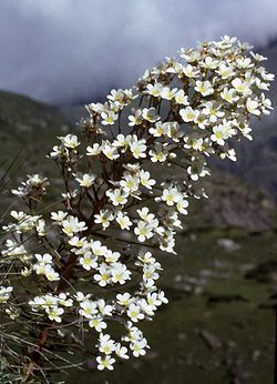 Saxifraga longifolia hampe florale.jpg