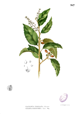 Scolopia rhinanthera Blanco2.367.png