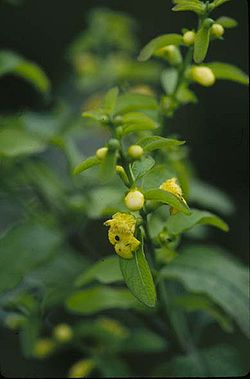 Seymeria macrophylla.jpg