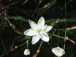 Simethis planifolia 1.JPG