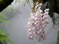Singapore botanic garden orchids in mist house.jpg
