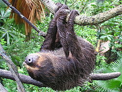 Sloth1a.jpg