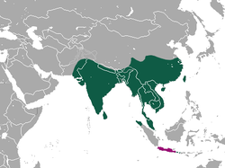 Distribución de la civeta enana (verde) y presencia dudosa (rosa)