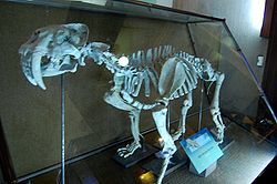 Smilodon populator La Plata Museum.jpg