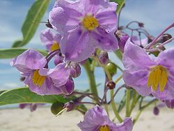 Solanum glaucophyllum 1.jpg