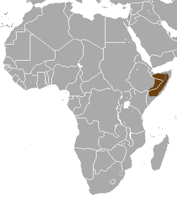 Distribución de la mangosta esbelta de Somalia