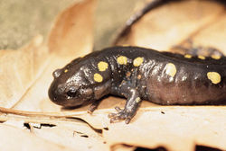 Spotted salamander on leaf.jpg