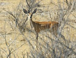 Steenbok.jpg