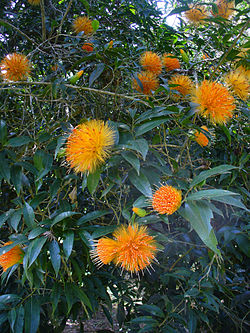 Stifftia chrysantha.jpg