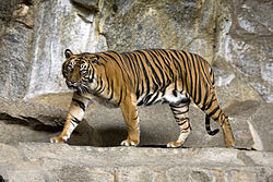 Sumatran Tiger Berlin Tierpark.jpg