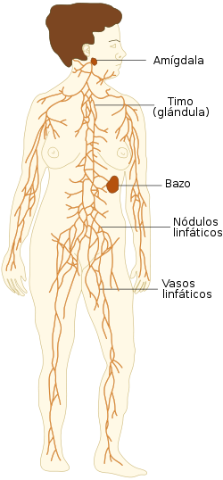 TE-Lymphatic system diagram.es.svg