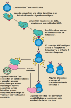 T cell activation-es.png