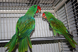 Tanygnathus megalorynchos -two in captivity-8a.jpg