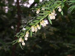 Taxus baccata flowers.jpg