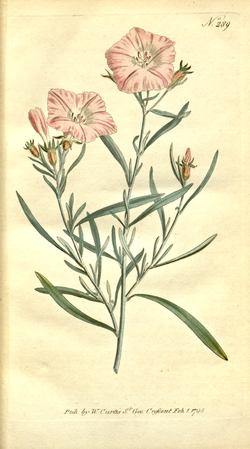 The Botanical Magazine, Plate 289 (Volume 9, 1795).png