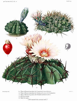 The Cactaceae Vol III, plate XIX filtered.jpg